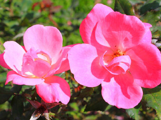 士林官邸玫瑰园