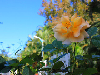 士林官邸玫瑰园