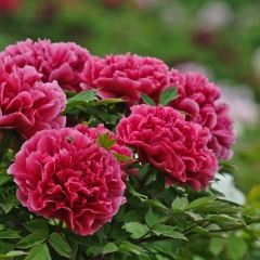 菏泽