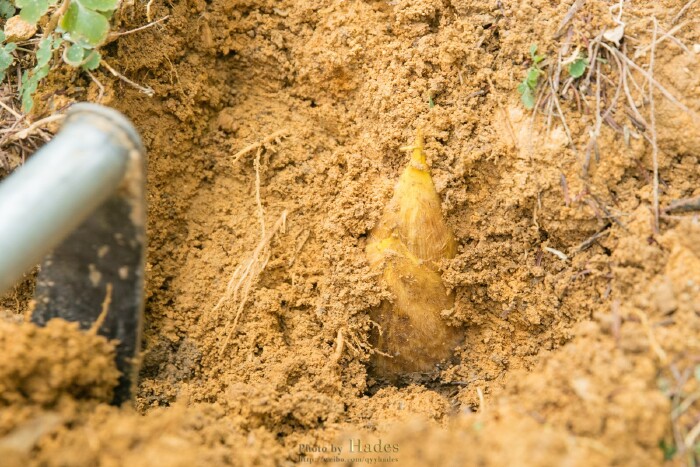 地上竹林美,地下竹笋香!