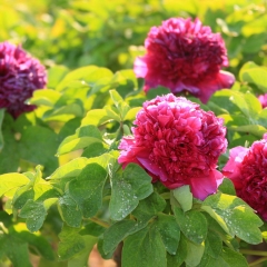 菏泽