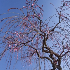 小田原