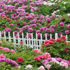 菏泽