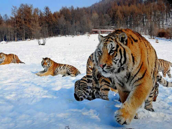 鸡西*旅游时间_鸡西有什么好玩的地方_鸡西旅游安全吗