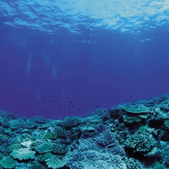 海底世界
