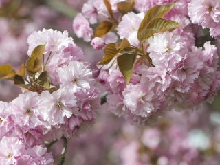 天适樱花悠乐园