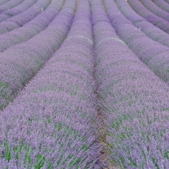 紫颐香薰山谷