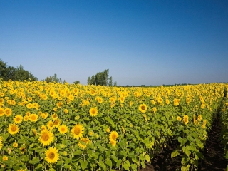 世界葵花游园嘉年华