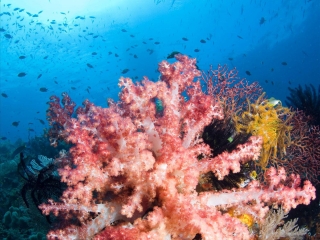 珊瑚海岸