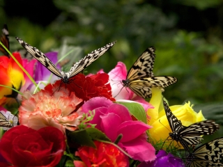 海南热带野生动植物园