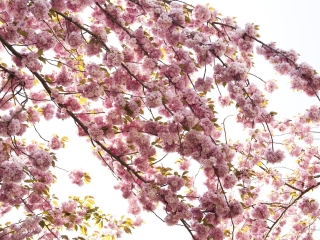 天适樱花悠乐园