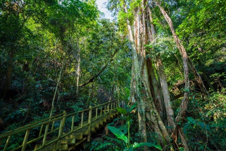 <三亚亚龙湾热带天堂森林公园+亚龙湾1日游>非诚勿扰2主要取景地，三亚湾丨市区丨大东海定点接送，可选打卡网红全海景玻璃栈道