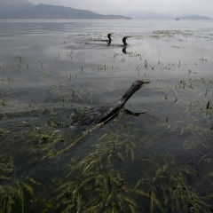 洱海