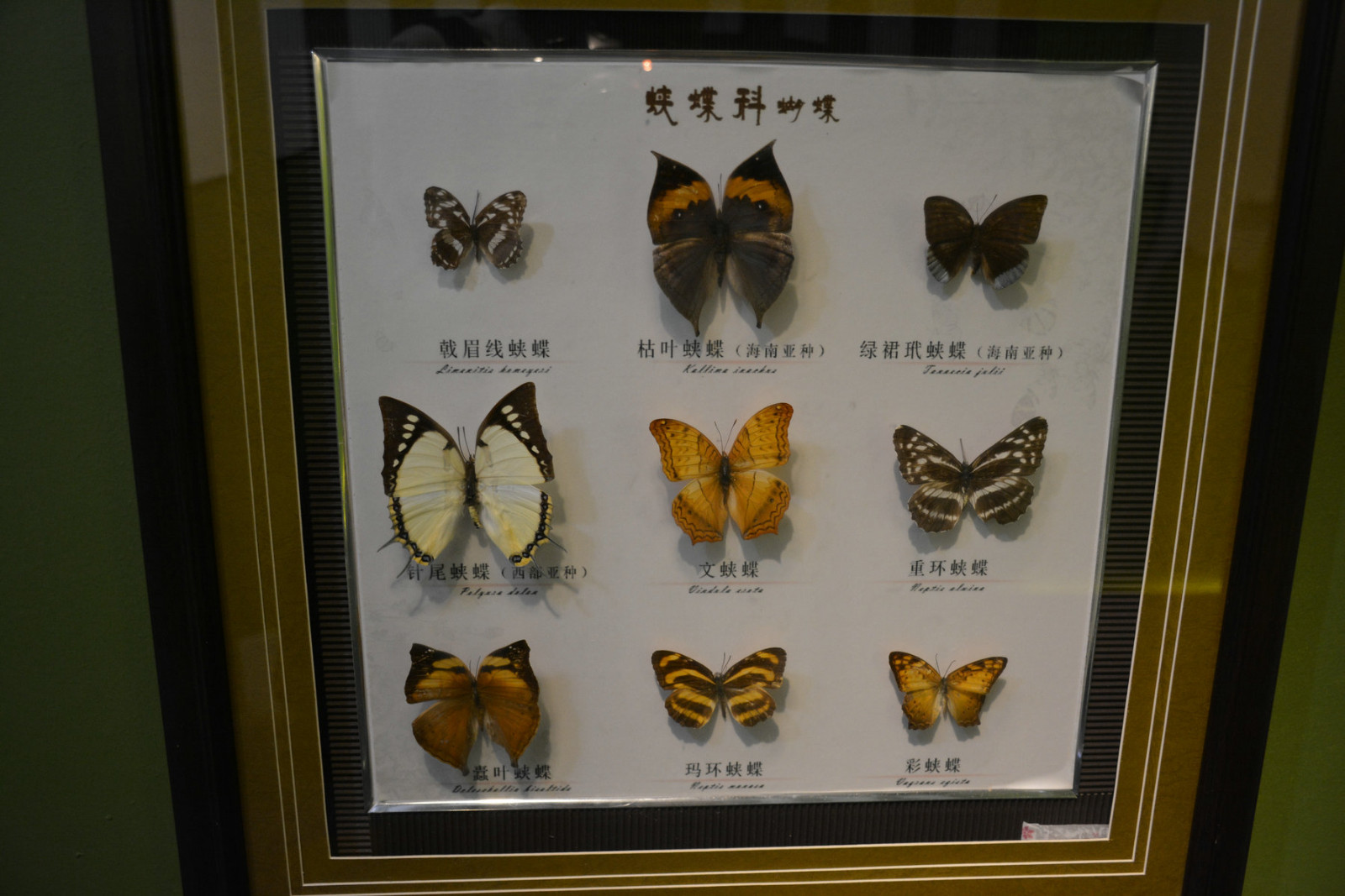 蝴蝶各个部位名称图片图片