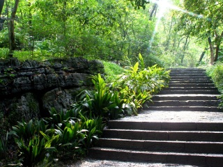 安溪桫椤谷风景区