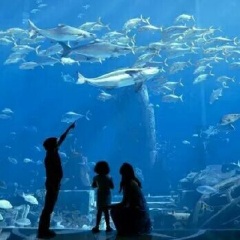 亚特水族馆1