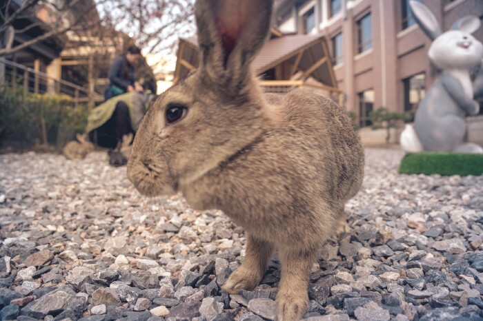 【姑苏同里】 春暖花开,我们一起花前月下