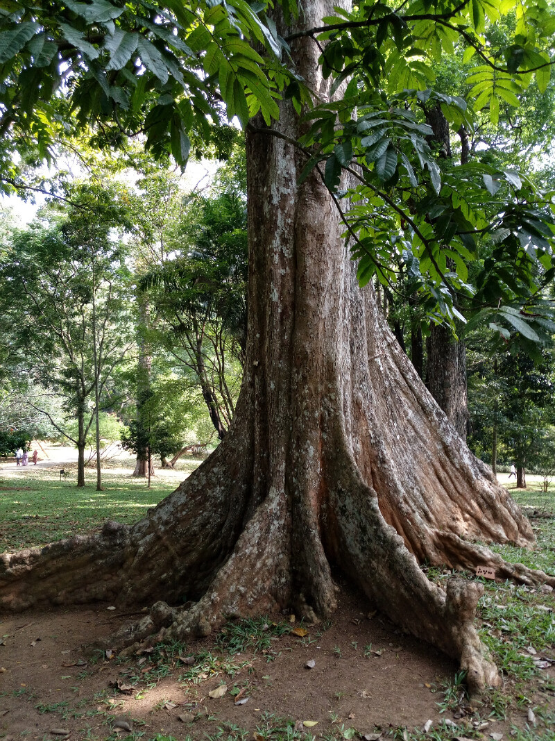 斯里兰卡归来悟道印度洋上的一滴泪