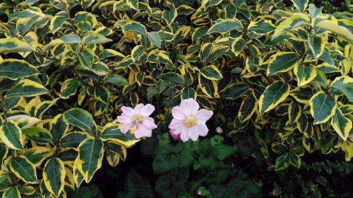 上海迪士尼乐园寻找童话故事