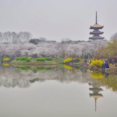 东湖樱花园的#旅图换旅费# #春景# #公园#