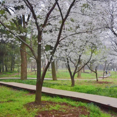 东湖樱花园的#旅图换旅费# #春景# #公园#