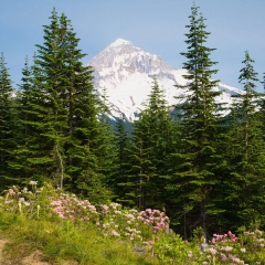 119_白马雪山高山杜鹃林