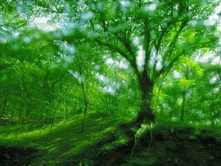 布里斯班森林公园