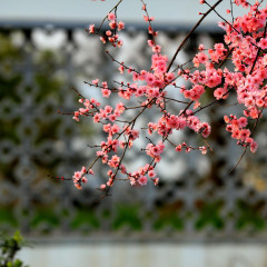 1096_武汉_东湖梅花