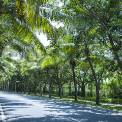 551_三亚_椰梦长廊