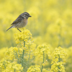 1096_武汉_蔡甸消泗乡油菜花