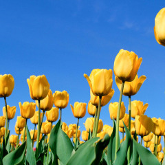 1095_上海_鲜花港郁金香