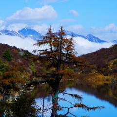 119_天山雪岭云杉林