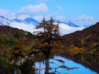 天山雪岭云杉林