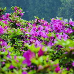 1096_武汉_云雾山杜鹃花