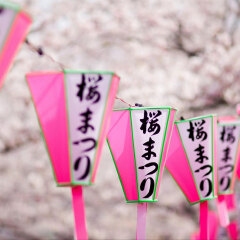 236_京都_原谷苑