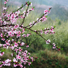 1095_上海_大团桃园桃花