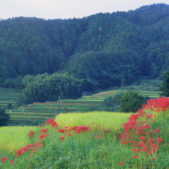 677_奈良_去若草山放飞心情