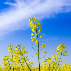 1095_上海_奉贤油菜花