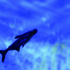 1101_芝加哥_谢德水族馆