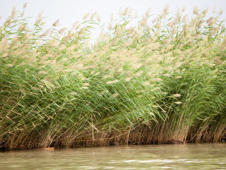 北湖国家湿地公园