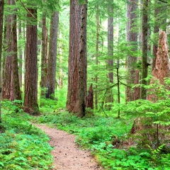 92_五指山热带雨林景区 景点模块