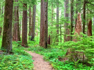 五指山热带雨林风景区