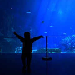 531_冲绳_冲绳美丽海水族馆 景点模块