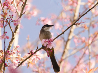 天适樱花悠乐园