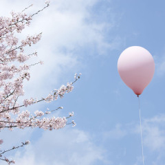 1095_上海_顾村公园樱花