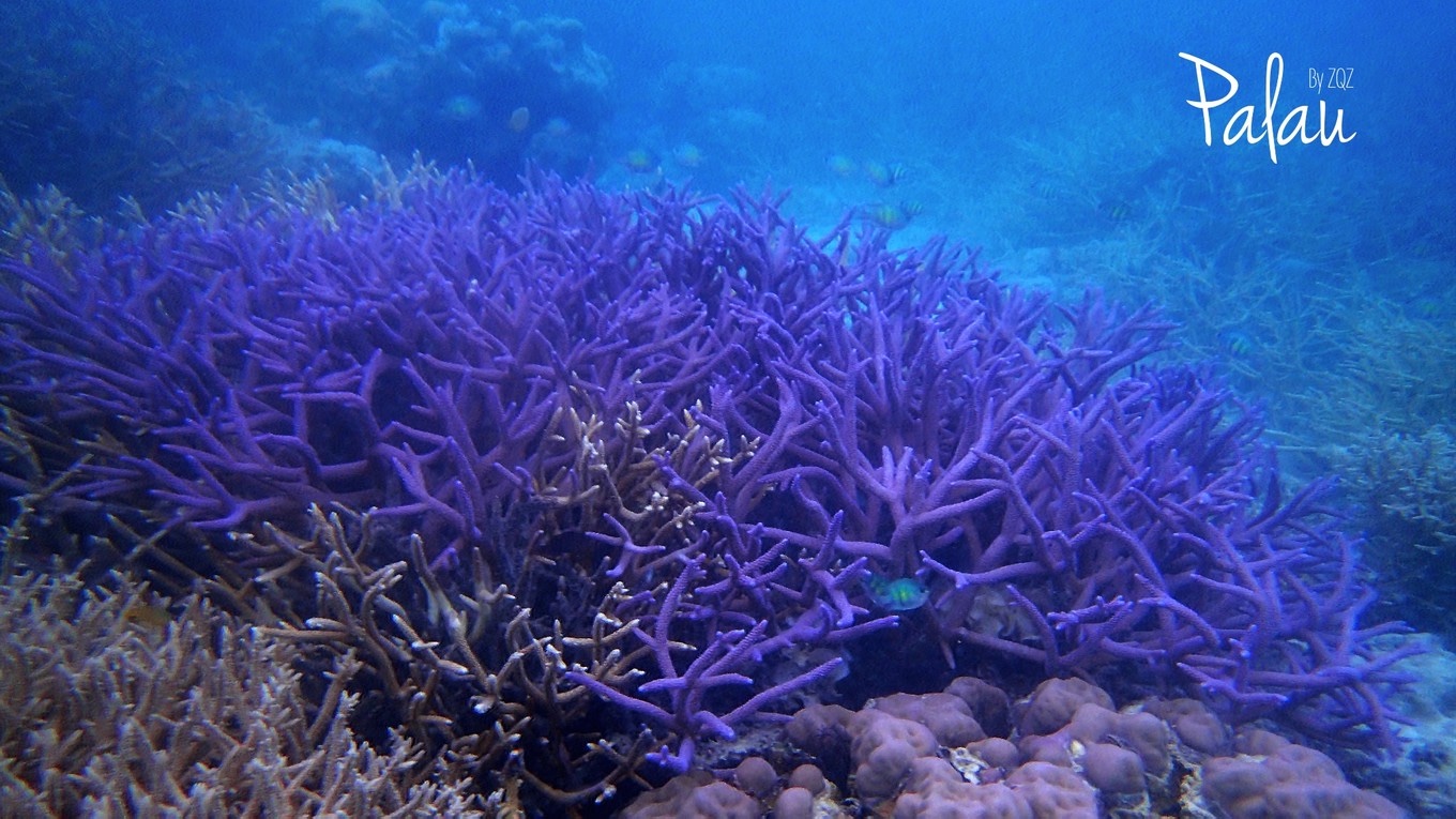 蓝色珊瑚礁旧版图片