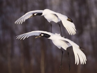 钏路市阿寒国际鹤中心