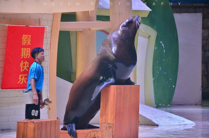 这些胖海狮看起来笨重,表演起节目来活灵活现的