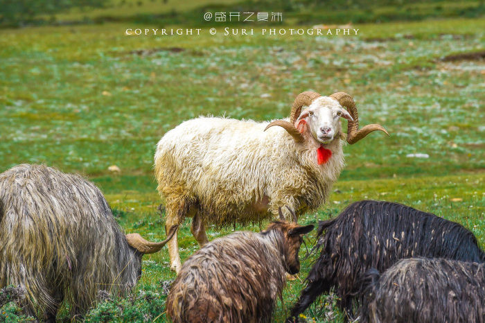 脖子上系了红流苏的应该是领头羊,样子长得很呆萌,羊角也很帅.