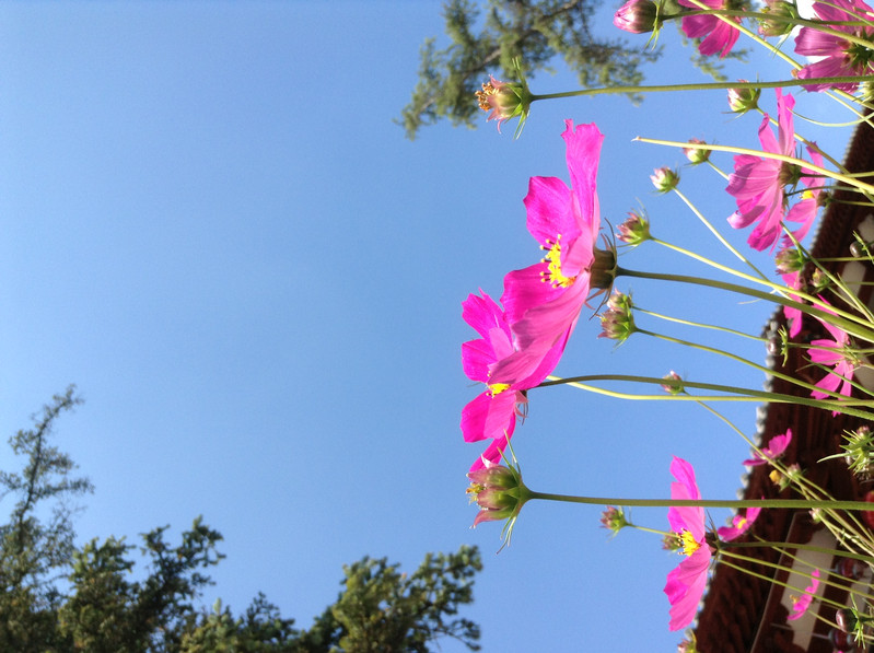 格桑花在藍天白雲下盛開,還有一種不